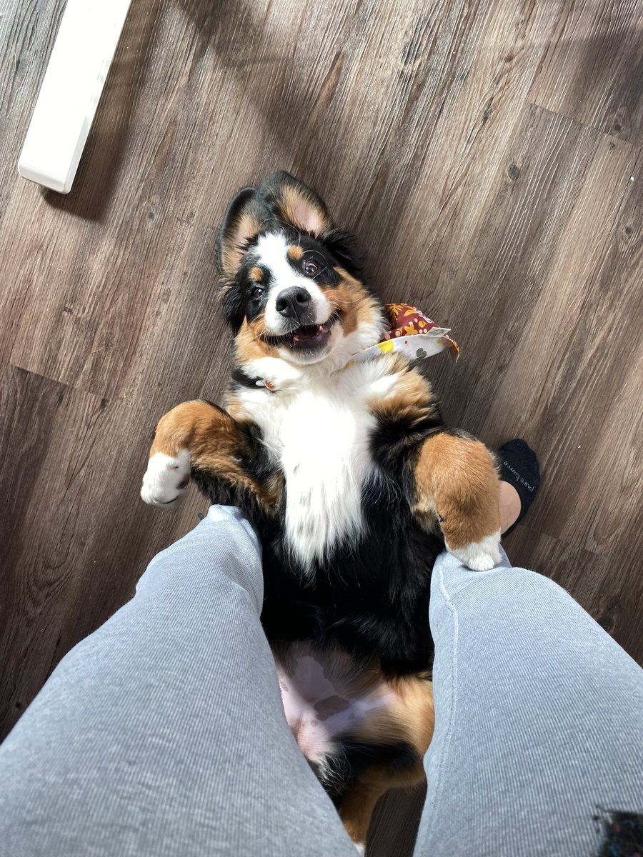 genevatheberner's tweet photo. Bunny mode activated! 🐰 https://t.co/DU38ZsBRAy