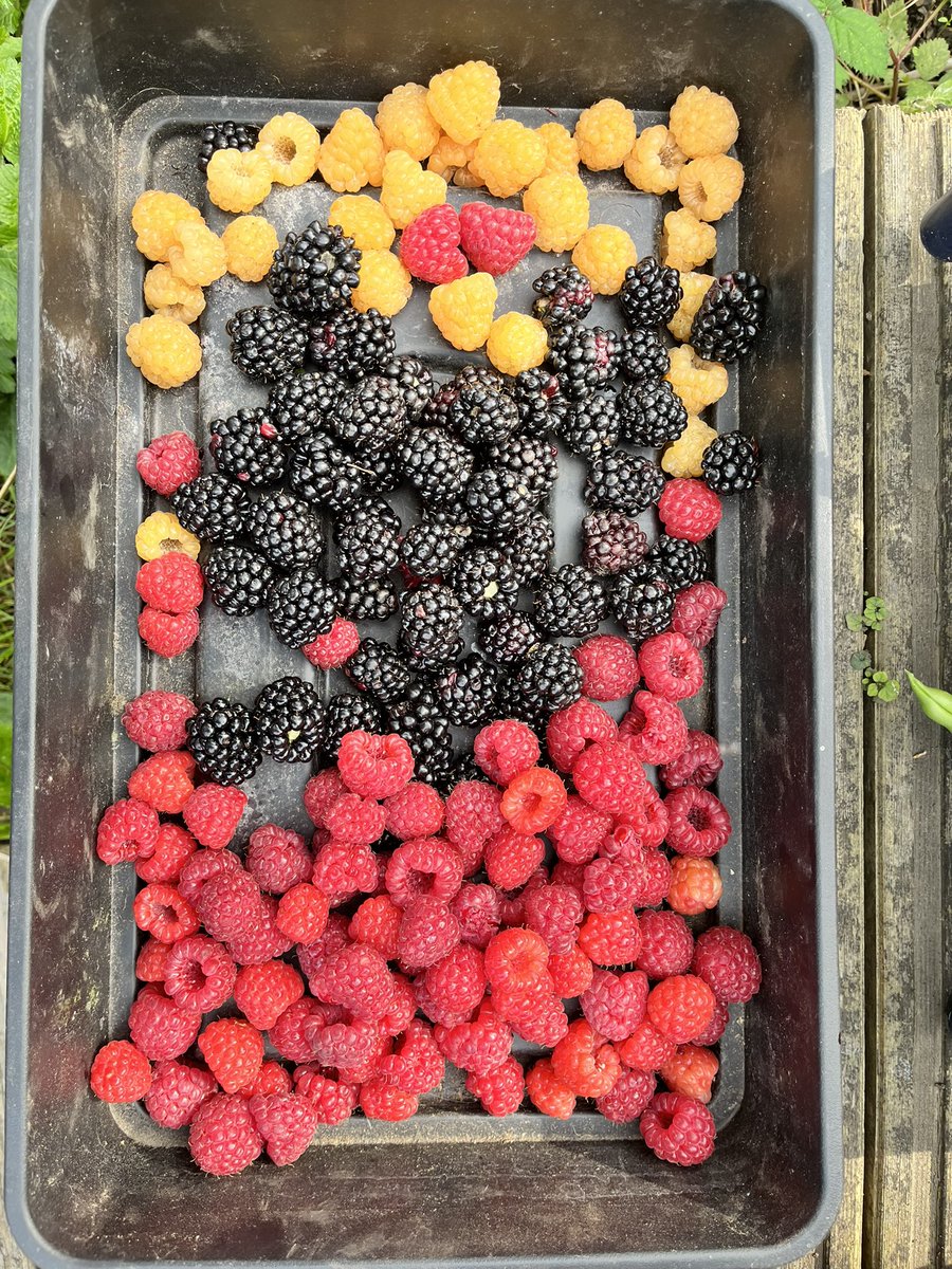 A lovely colourful berry harvest late in the season. The blackberries are particularly sweet #gardeningwithjason #growingberries #allotmentgarden #growingfruit