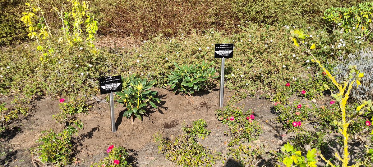 belg322's tweet photo. Stichting https://t.co/ynqkNSuIvb bestaat 75 jaar. Als cadeautje kregen #KMSL en #LCW op @VlbWoensdrecht beide een rhododendron. In de opmaat naar het #AirSupportCommand hebben we, samen met de Raad van Bestuur, de planten al bij elkaar gezet om naar elkaar toe te groeien 😉 https://t.co/2oUfAhSXF2