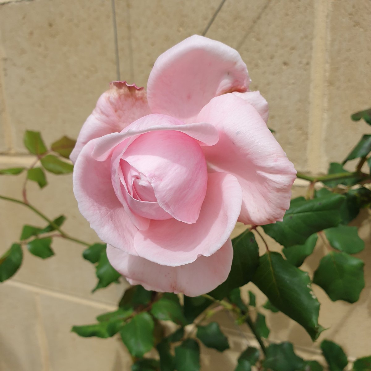 Gabrielle Carey tweet media