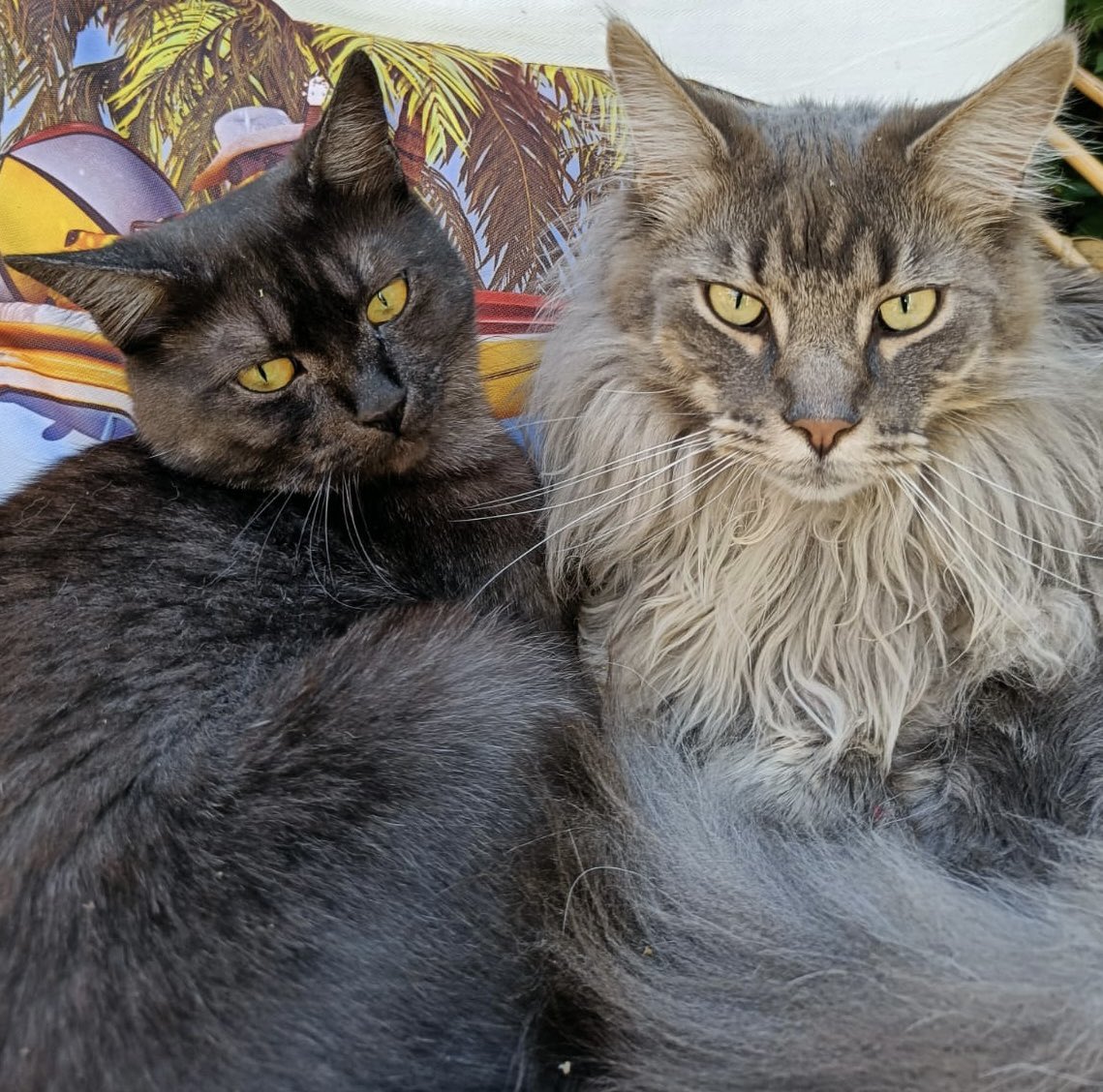 Happy #werelddierendag! Meet Elizabeth and Philip. @#WorldAnimalDay2022 #CatsOfTwitter #dierendag #mainecoon #cats #CatsLover