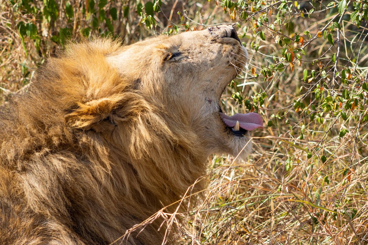Turnup_Travel's tweet photo. A typical eventful day out in the wild!

#UnlimitedHolidays

📸 @TurnupInMotion https://t.co/XHObcvvpqM