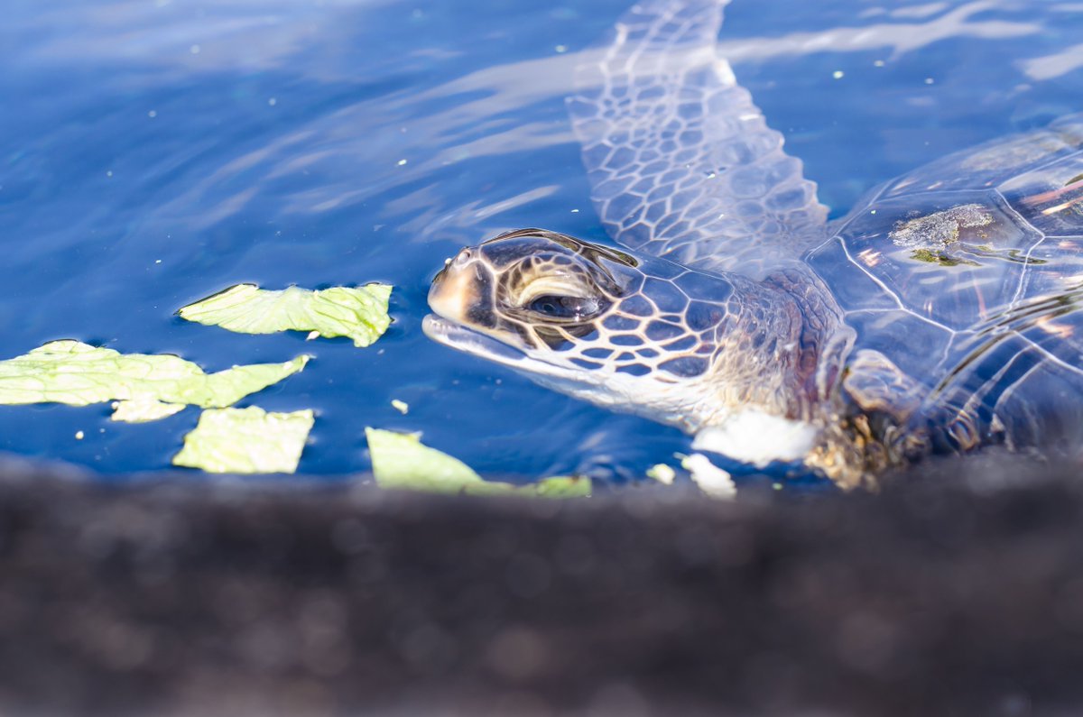 MauiOceanCenter's tweet photo. Don't forget to eat your greens 🥗 🐢 
-
#TurtleTuesday #LiveOceanAloha #MarineConservation #ImmerseYourself #GoGreenForBlue #MauiOceanCenter https://t.co/bEJO9XEpFt