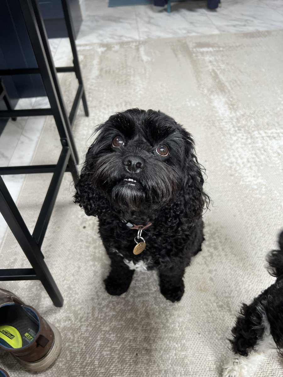 OdinAllbother's tweet photo. I can't make up my mind today. Is it a #ToothOutTuesday or a #TongueOutTuesday? Either way, happy #TOT to everyone 😘 #dogsoftwitter #TwinsiesOnTwitter #dogs https://t.co/q6ANWNSBRm