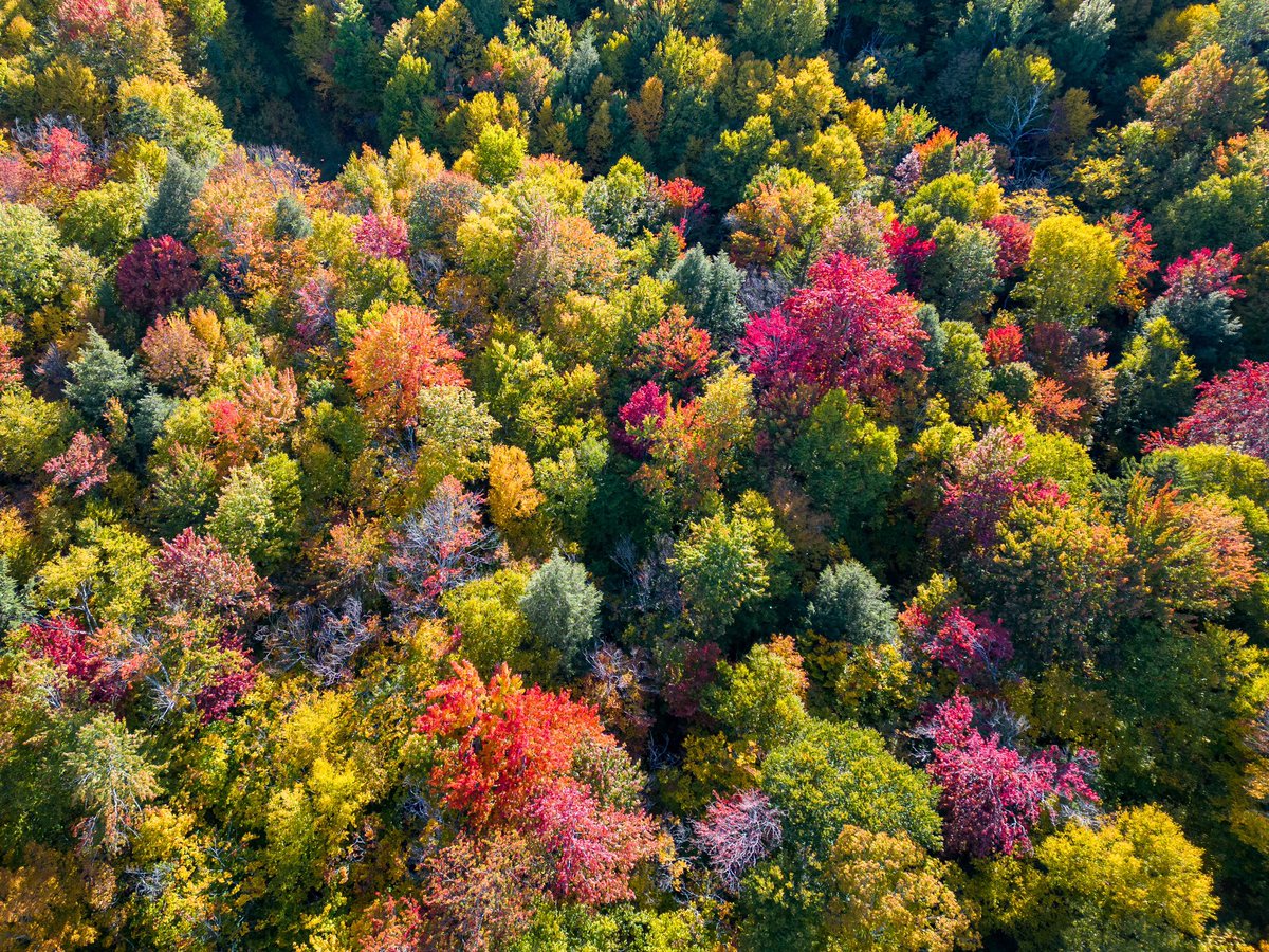 #vermontfoliage won’t get you to inbox zero but it will make you marvel at nature. The <a href="/uvmvermont/">University of Vermont</a> #drone team is here for you.