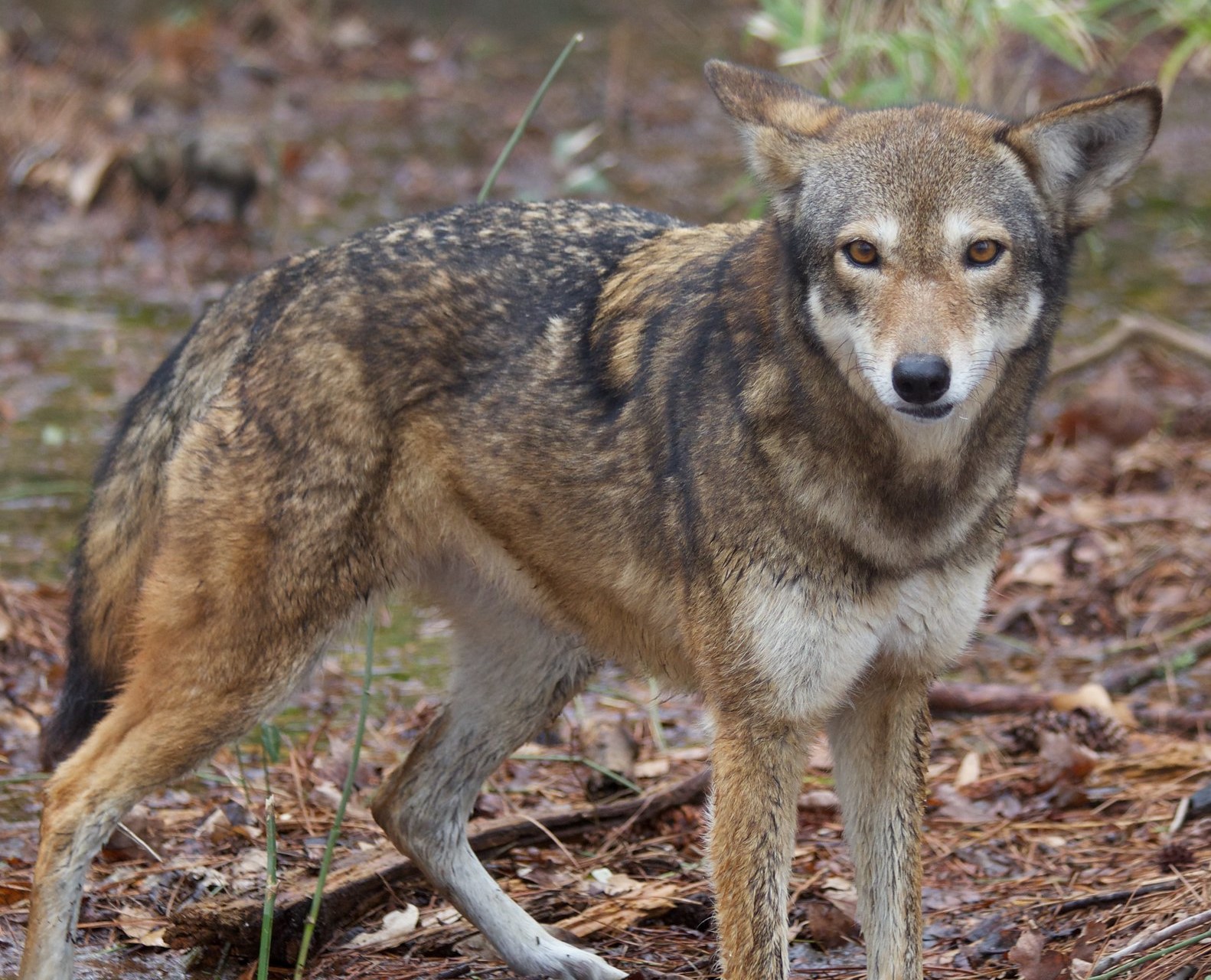 USFWS News on Twitter "Want to help red wolf conservation? To report