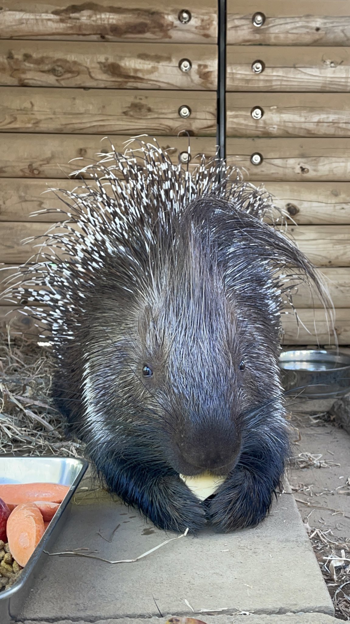 アフリカタテガミヤマアラシ Twitter Search Twitter