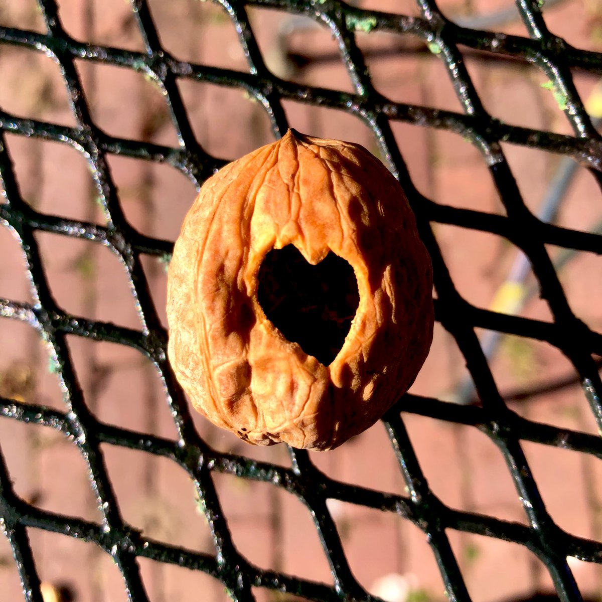 MichielBilstra's tweet image. Onze #specht houdt erg van #walnoten ! #Herfst