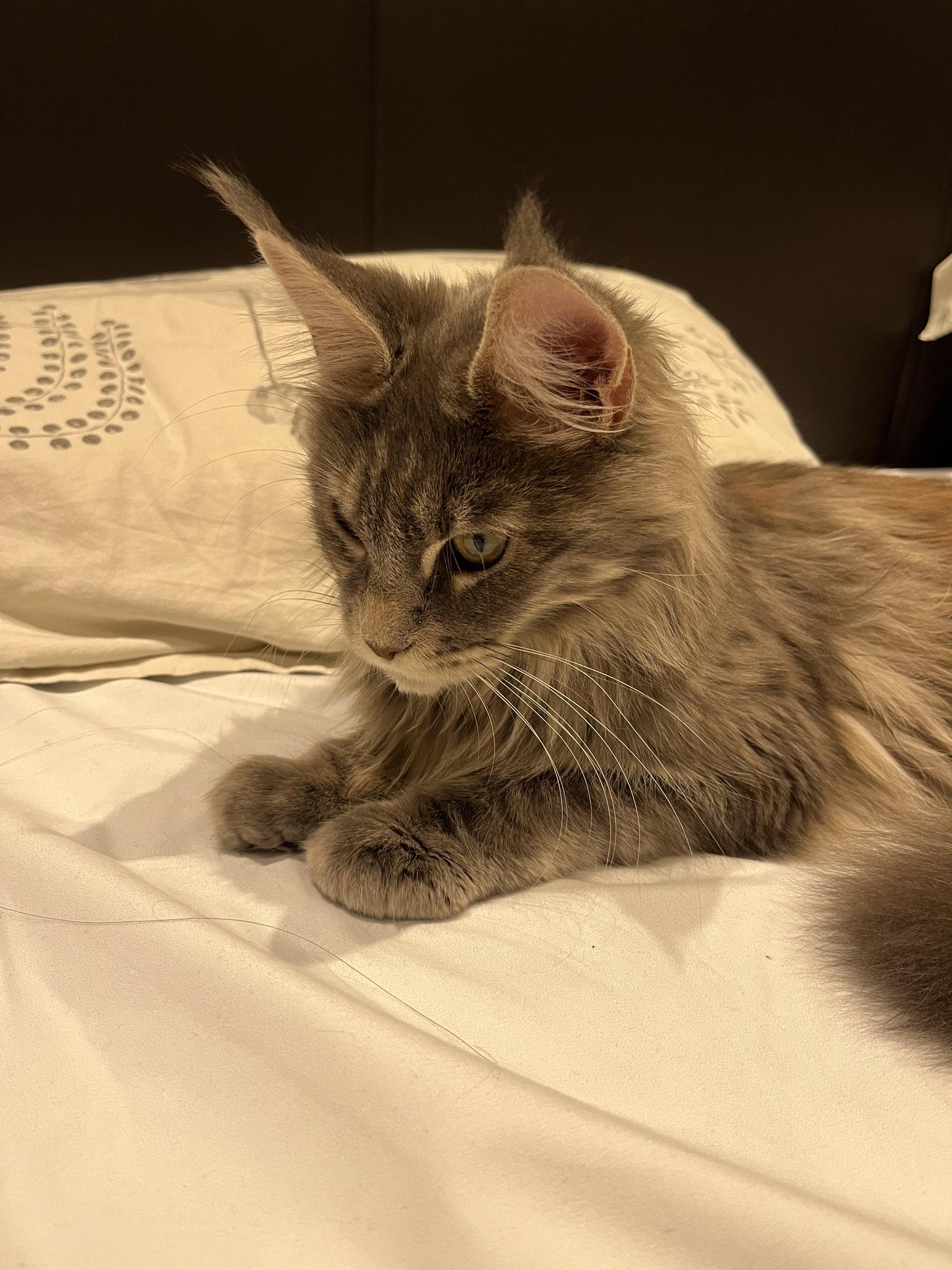 michael-s-cat-on-twitter-my-cat-trills-every-time-she-sees-me-is-she