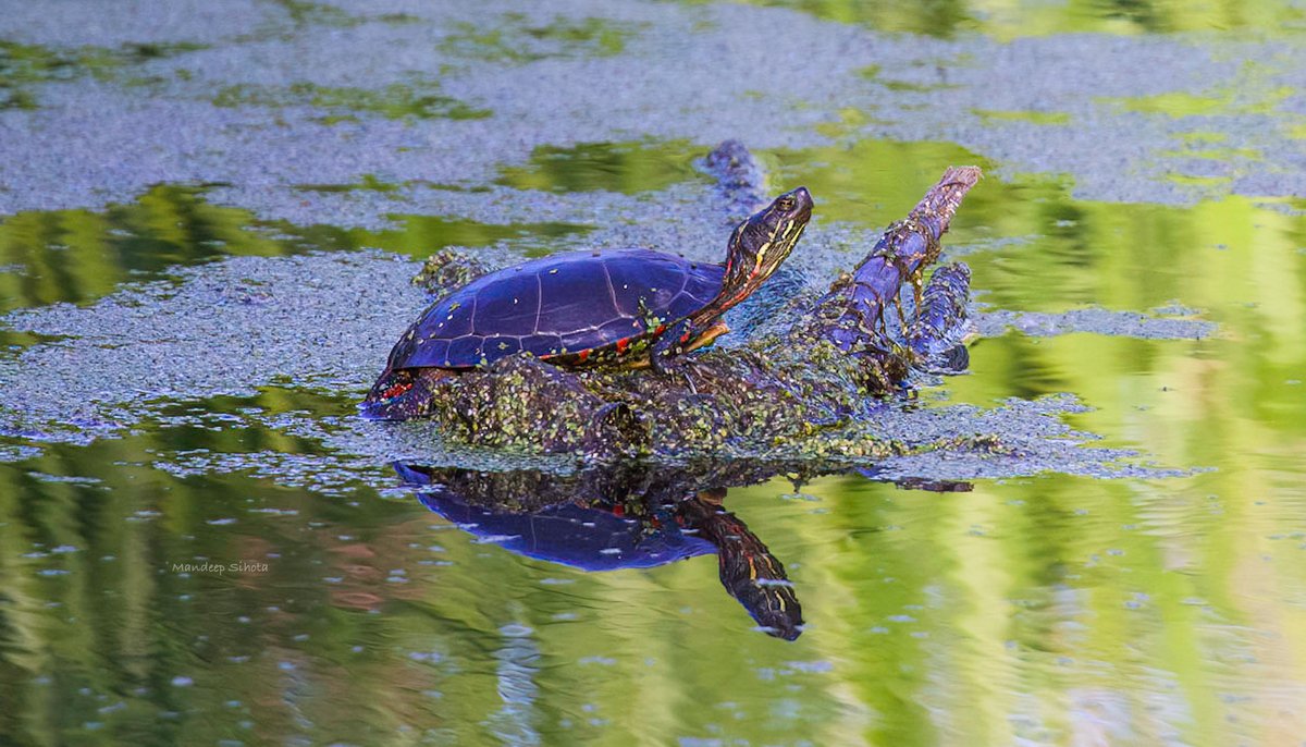 Mandeepsihota's tweet photo. One of species of #Turtles found here in #Ontario called #Paintedturtle, enjoying a bright #Fall sunny afternoon #twitternaturecommunity #turtlephotography #smile #canon #canonfavpic https://t.co/zYHYEBVX6C