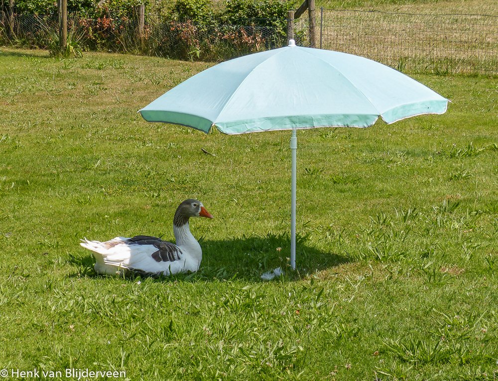 Het is weer zo'n fijne dierendag ;-) 
#mooiweer #zon #schaduw #dierendag