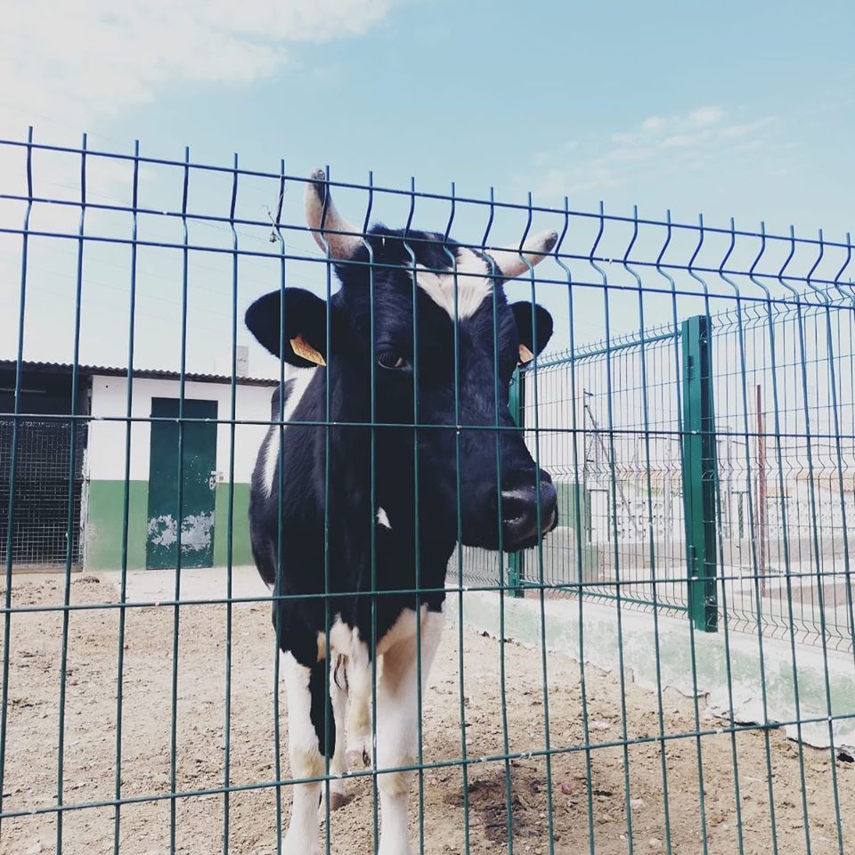 XusFrare's tweet photo. El projecte de llei valenciana d’animals de companyia, llei nova per a refermar idees molt velles, entrenades en veure els animals com a problema i no veure espai per a les sol·lucions.  Per suposat, estem molt millor amb la mòmia de la 4/94.  
https://t.co/zYsCmHrkSX https://t.co/XQjAt6jgeA