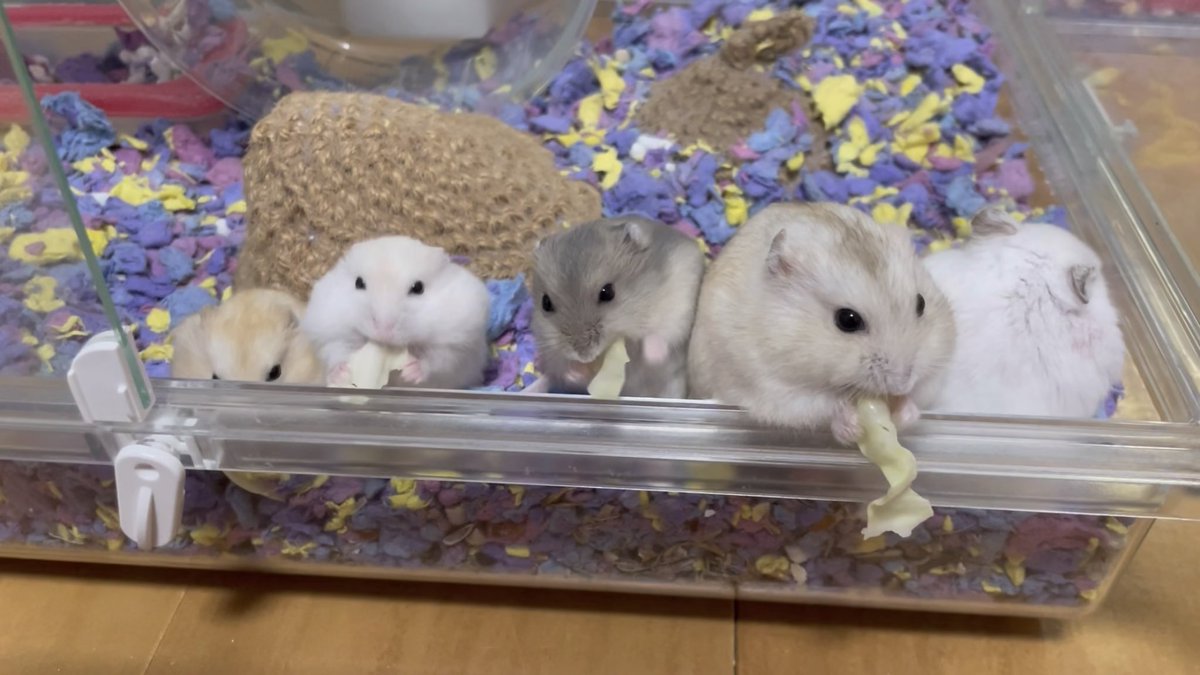 ハムスターちゃんねる Hamsterhamste Twitter