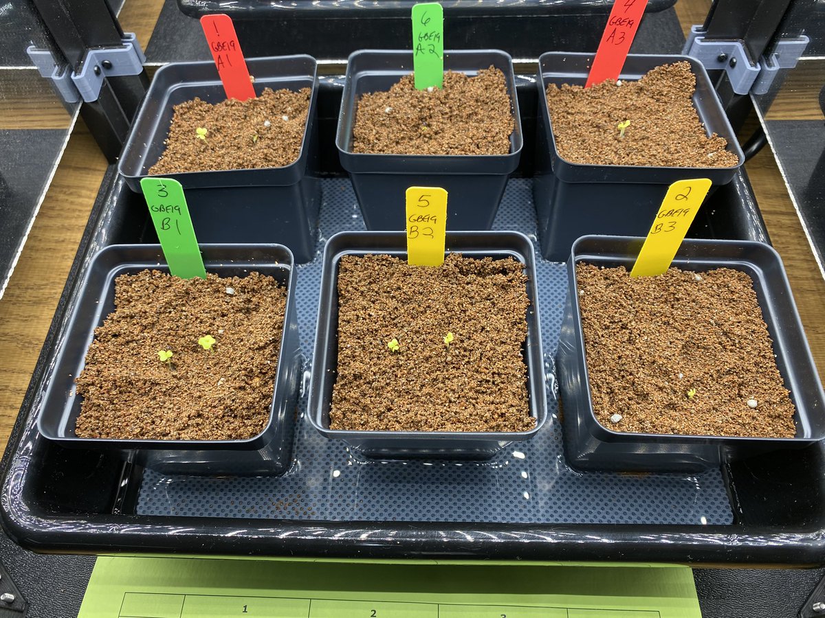 GBE 2022 started our Misome seed Friday 9/30/22 and have germination Monday 10/3/22 <a href="/GrowBeyondEarth/">Growing Beyond EarthⓇ</a> <a href="/RiveraMiddle/">Rivera Middle School</a>