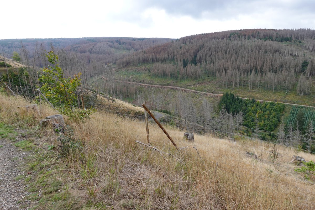 HerrBausM's tweet photo. "Der Wald im Blick. 300 Jahre Nachhaltigkeit" 🌲☠️😭 #harz https://t.co/z1rTjlBdde