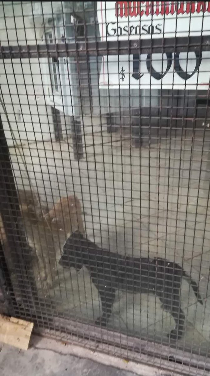 Hola <a href="/ciudaddemendoza/">Ciudad de Mendoza</a> que estarían haciendo con esto? Ningún inspector de tránsito, de comercio pasa y ve esto, está situación es de hace más de dos meses, esperamos a que se mueran los perritos? Los desaparezcan?
