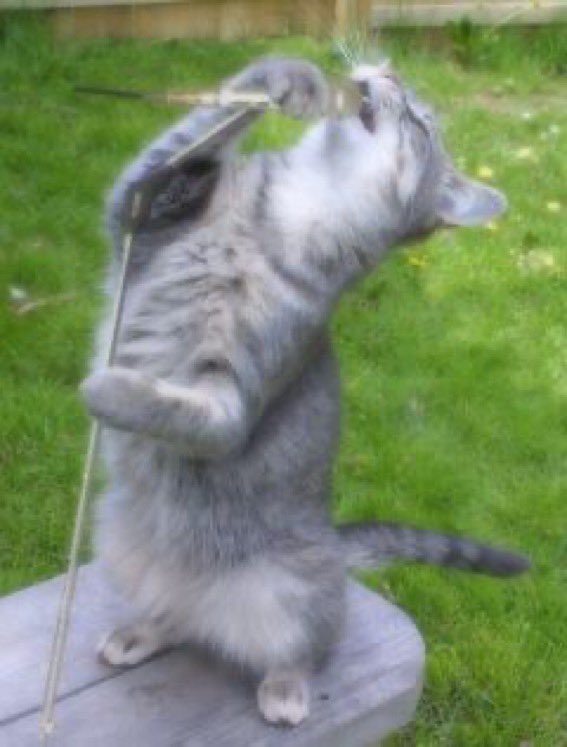 motoken9's tweet photo. ニャーーｧ！(全力)

#癒される #毎日見たい #ねこ #ネコ #猫 #ニャンコ #絶叫する猫 #全力 #コラ画像 https://t.co/wX0wOCPAZJ