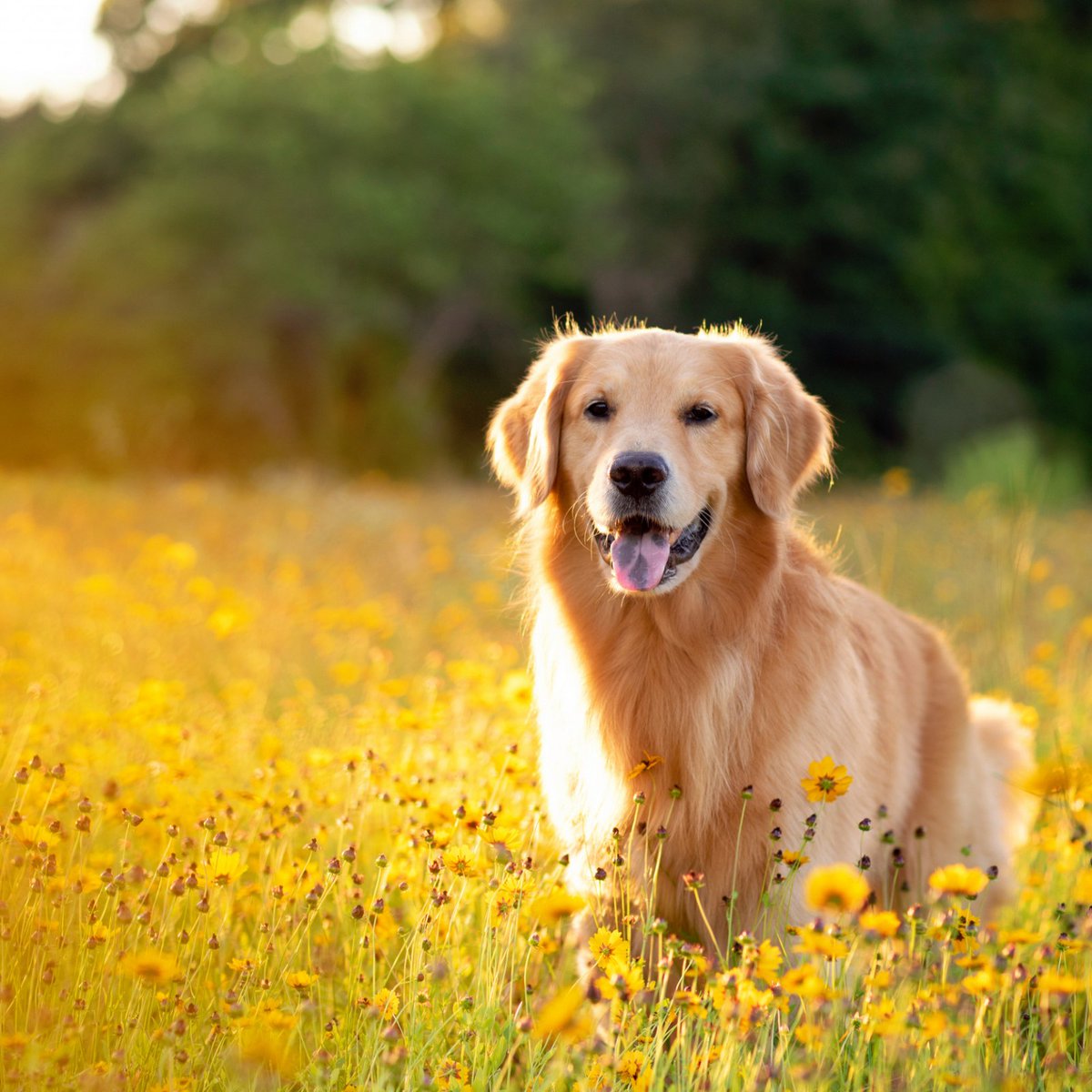 Hey Doggy

#dog
#Doggy_Style #dogsoftwitter