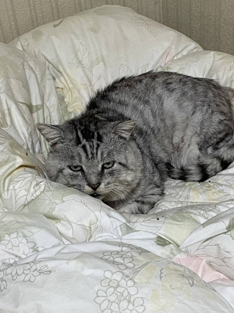 corotama's tweet photo. キョンちゃん、11歳！

#全日本ガン飛ばす猫選手権 https://t.co/sIdREzl2Va