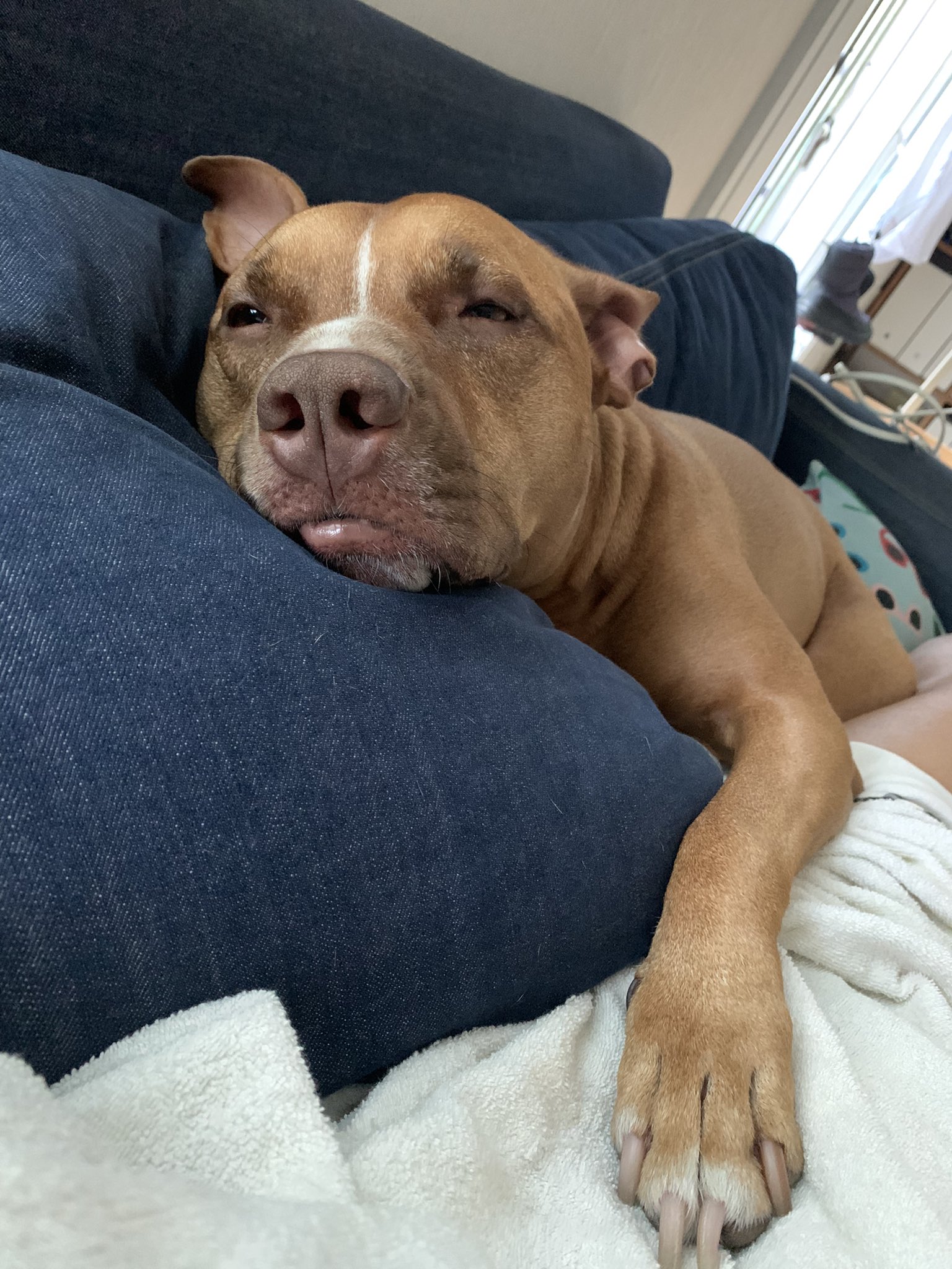 ジャッキー アメリカンピットブルの5歳の女の子 Jacky Pitbull Twitter