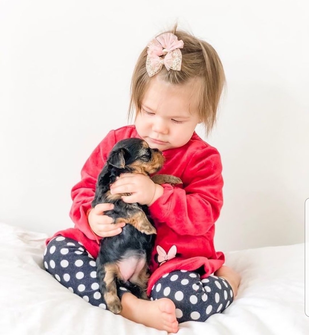 Stephan27294474's tweet photo. Teacup Yorkie Puppies for rehoming ❤️❤️

Veterinarian examination, ✅
Puppy Crate Trained ✅
Health certificate, ✅
Health guarantee, ✅
Pedigree, ✅
Travel crate, ✅
📑...Registered,✅
💪...Healthy and ready to go,✅
💉...Vaccinated &amp; Dewormed✅
SHIPPING IS AVAILABLE (safe) http https://t.co/LmZZNmcH7n
