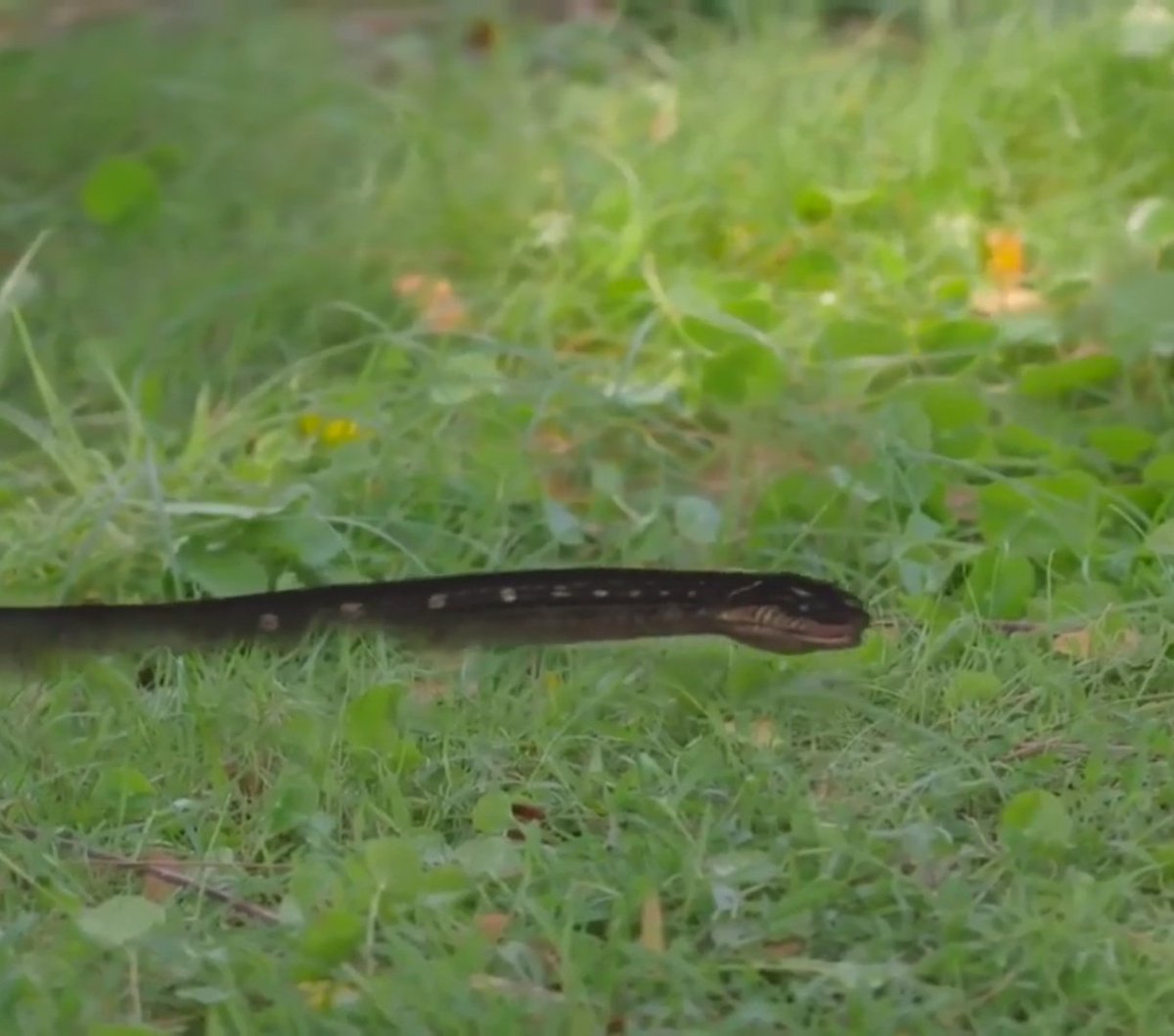 SuliyaRose's tweet photo. I'm sorry I am laughing when I saw Snake of Thailand 55555

#คุณชาย
#ToSirWithLove https://t.co/1VxiRHleRY