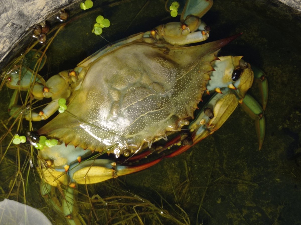 InvasiBES tweet media