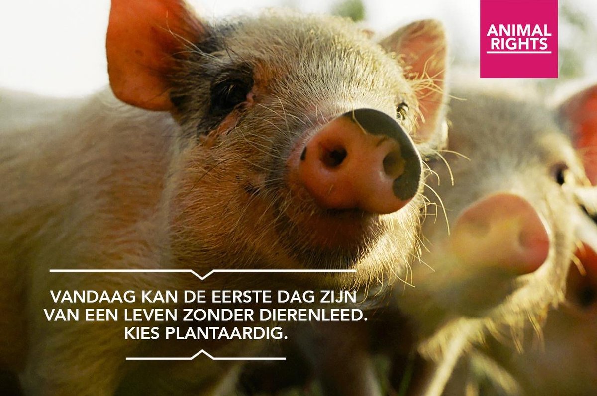 AnimalRightsBE's tweet photo. Animal Rights wil dat het elke dag #Dierendag is. 
Geef jij morgen ook nog om dieren?
🐷 Kies (voortaan) plantaardig.
🐰Koop geen cosmetica die getest is op dieren of dierlijke bestanddelen bevat.
🦆Draag geen leer, bont, dons of wol.
🦊Kom op tegen jacht. https://t.co/3ESBAscDp5