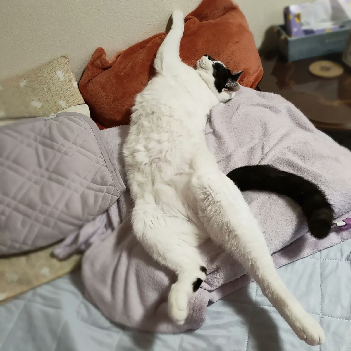 nietomomi's tweet photo. 毎晩ナチュラルにお腹モフモフを提供してくれるシステム
ありがたいお恵み(๑´ㅂ`๑)♡*.+゜
また少し大きくなった気がする…
#猫好きさんと繋がりたい #ねこ部 #catssofinstagram #保護猫 #猫部 #ねこ #ぬこ #cat #neko #かまって猫 #肉球 #水彩 #ねこすたぐらむ #ねこ垢さん https://t.co/LJ3zH6Pr6z