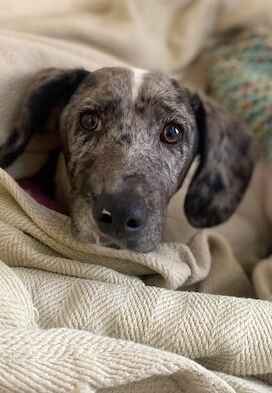 AdoptionsUk's tweet photo. Please retweet to help Collie find a home #KENT #UK 

Lovely Lurcher pup aged 5 months, shy at the moment, looking for an active family that can go on with training.

DETAILS or APPLY👇
https://t.co/isJIm3enoy
#dogs #AdoptDontShop https://t.co/bbY5KkgZgd