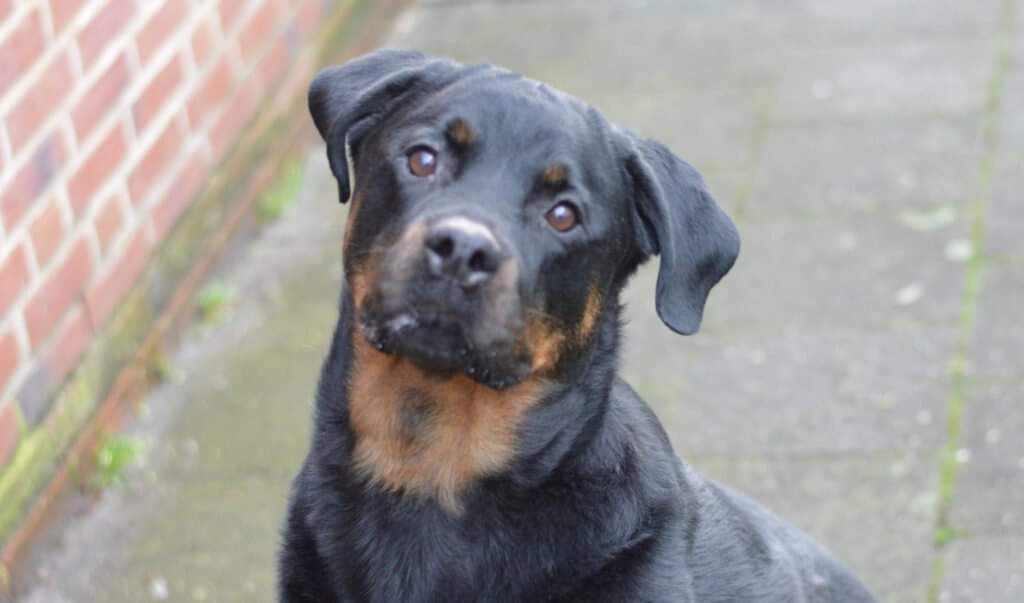 SlagharenAlert's tweet photo. Fijne dierendag!

Ook geen waakhond in of bij uw huis? Word lid van SlagharenAlert! Meld u aan via https://t.co/YZjrvtfXKO https://t.co/o9YvSCob2K
