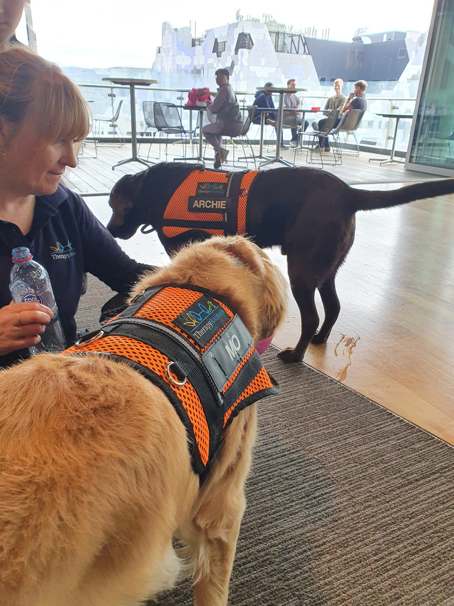 afDaniels3's tweet photo. Another amazing day, with early bird pilates, pedal powered smoothies and most importantly all the pats with Mo (golden retriever) and Archie (chocolate lab)! Wrapping up the day with zumba, on an energy high.
#dohertywellnessweek https://t.co/0PTdpgASzy