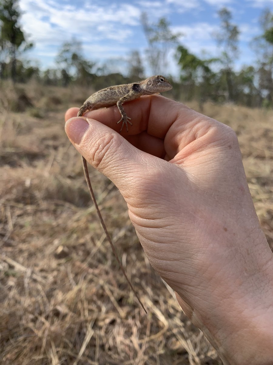 Successful 1st day of reptile catching in Chillago ! Great work by @valbuena_jp for his work on reptile communities thru time. Amazing landcape. On Wakaman land. @museumsvictoria @MVLizards #museumscience