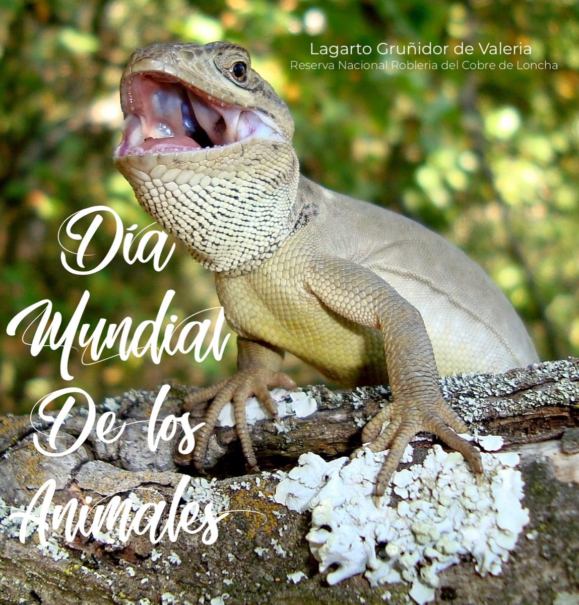 Cuéntanos, ¿cuáles palabras del argot popular dominicano 🇩🇴 utilizas tú?  😅 #MesDeLaPatria, image size:1149x1200