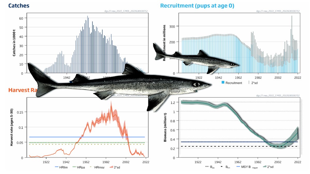 Signals of hope for Spurdog in the NE Atlantic - increasing biomass &amp; low harvest. New assessment by <a href="/ICES_ASC/">ICES</a> just published doi.org/10.17895/ices.… <a href="/NFdep/">Nærings&fiskeridep</a> <a href="/DefraGovUK/">Defra UK</a> <a href="/NEAFCsec/">North-East Atlantic Fisheries Commission</a> <a href="/EU_MARE/">EU Maritime & Fish</a> <a href="/osparcomm/">OSPAR</a> <a href="/IUCNShark/">IUCN SSC Shark Specialist Group</a>