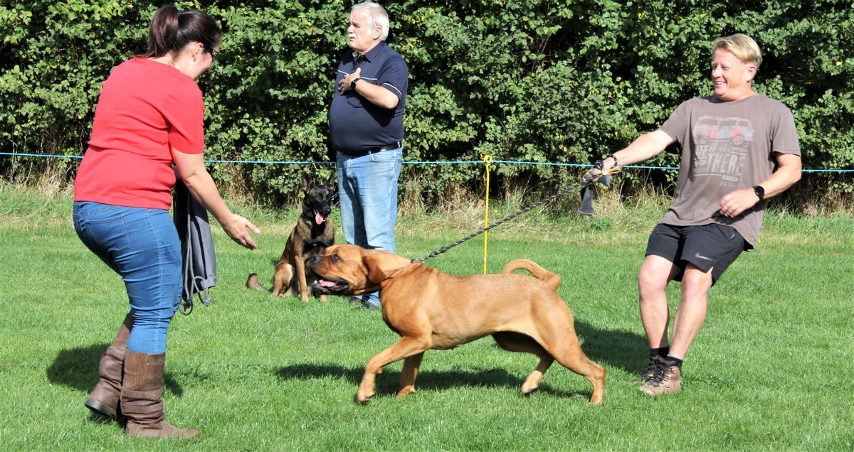 ExeterAthletic1's tweet photo. We raised £329 towards the new Clubhouse at the Family Dog Show on Sunday.
Thanks sponsors Dogsbody The Petcarer (Claire Manager of the Under 8’s) and Farlap Photography. Best In Show – King 1 year old Great Dane. Reserve Best In Show Wilfred GSD.
@dogsbodythepetcarer #devondogs https://t.co/NAx2mb05Wu