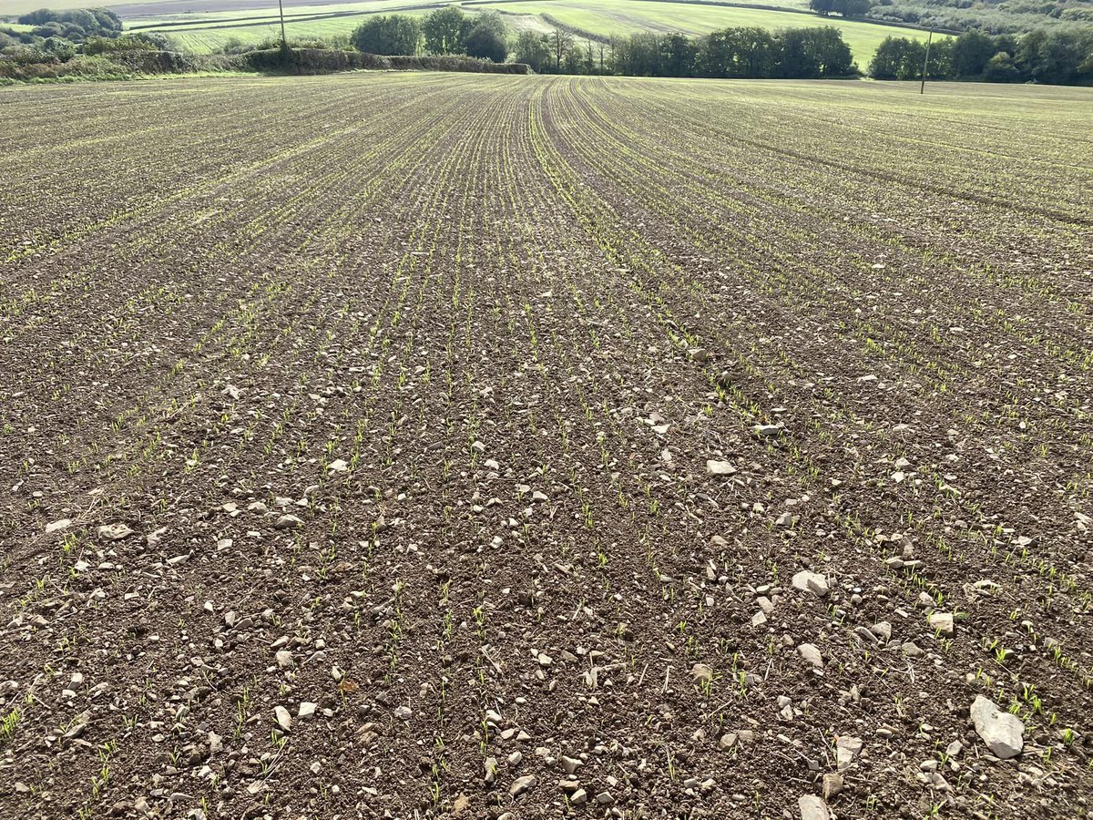 Pearce Seeds LLP tweet media