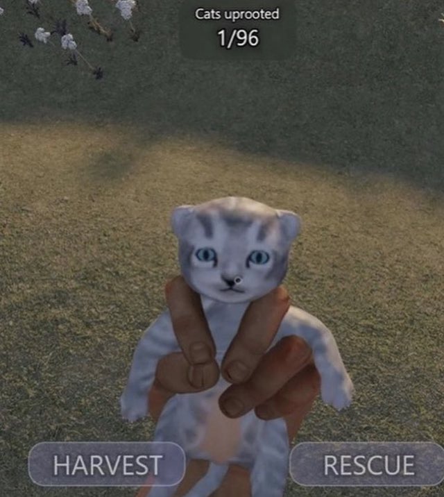 unusual-things-on-twitter-cats-uprooted-https-t-co-dgpkc0dqjt