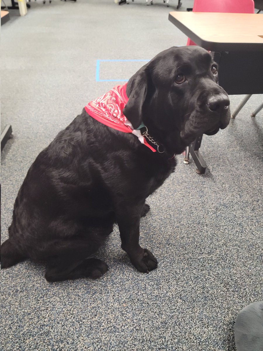 It's western day at school, so Odin decided to participate in spirit week!  Keyport Schools Therapy dog.  <a href="/_khsprincipal/">Keyport High School</a>