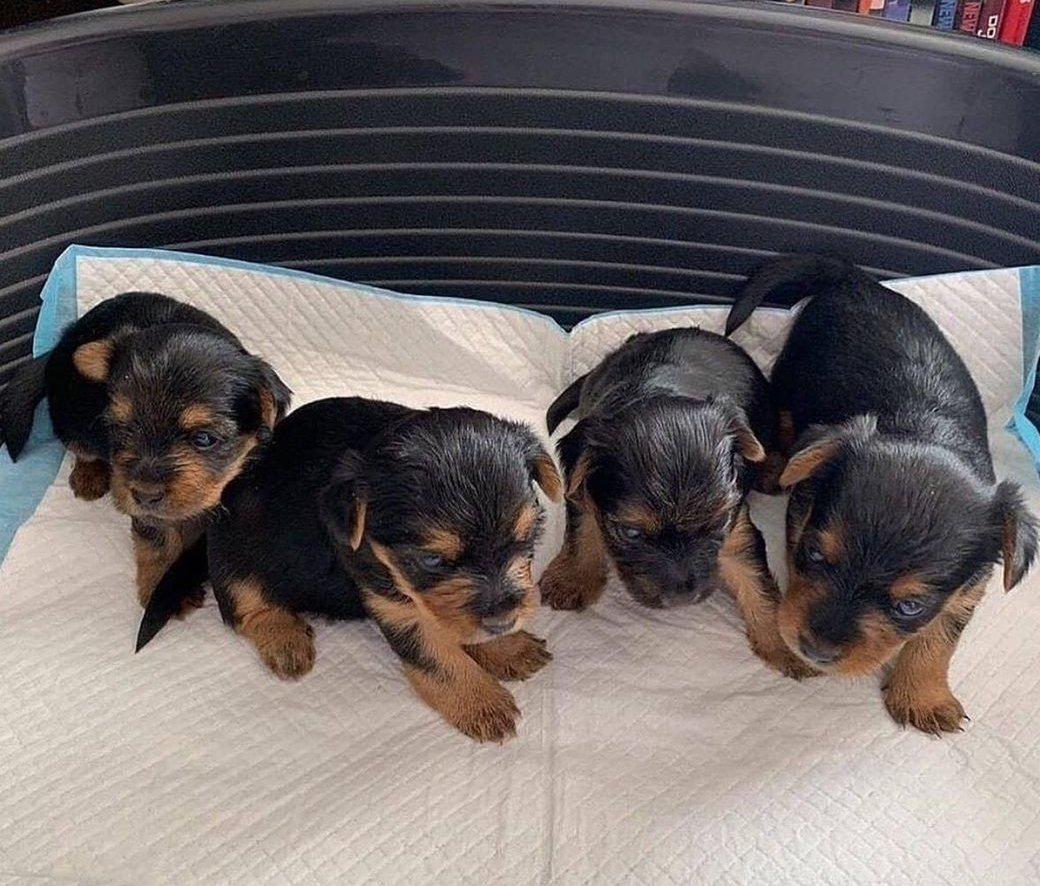 Stephan27294474's tweet photo. Happy home day 💝

#yorkie #dogs #pet #dogstagram #instadog #puppylove #doglover #dogoftheday #puppiesofinstagram #ilovemydog #puppies #doglovers #doglife #petsofinstagram #chihuahua #dogsofinsta #poodle #pomeranian #furbaby #dogslife #cutedog https://t.co/fh1yvlZSkM