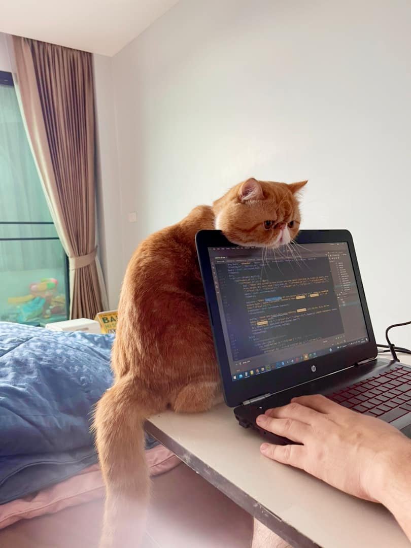 CatWorkers's tweet photo. https://t.co/hFqNBWtoal