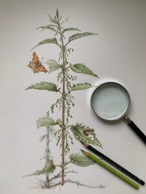 15 Oktober Workshop Botanisch tekenen <a href="/TuinenMienRuys/">Tuinen Mien Ruys</a>  zie tuinenmienruys.nl/nl/15-oktober-…