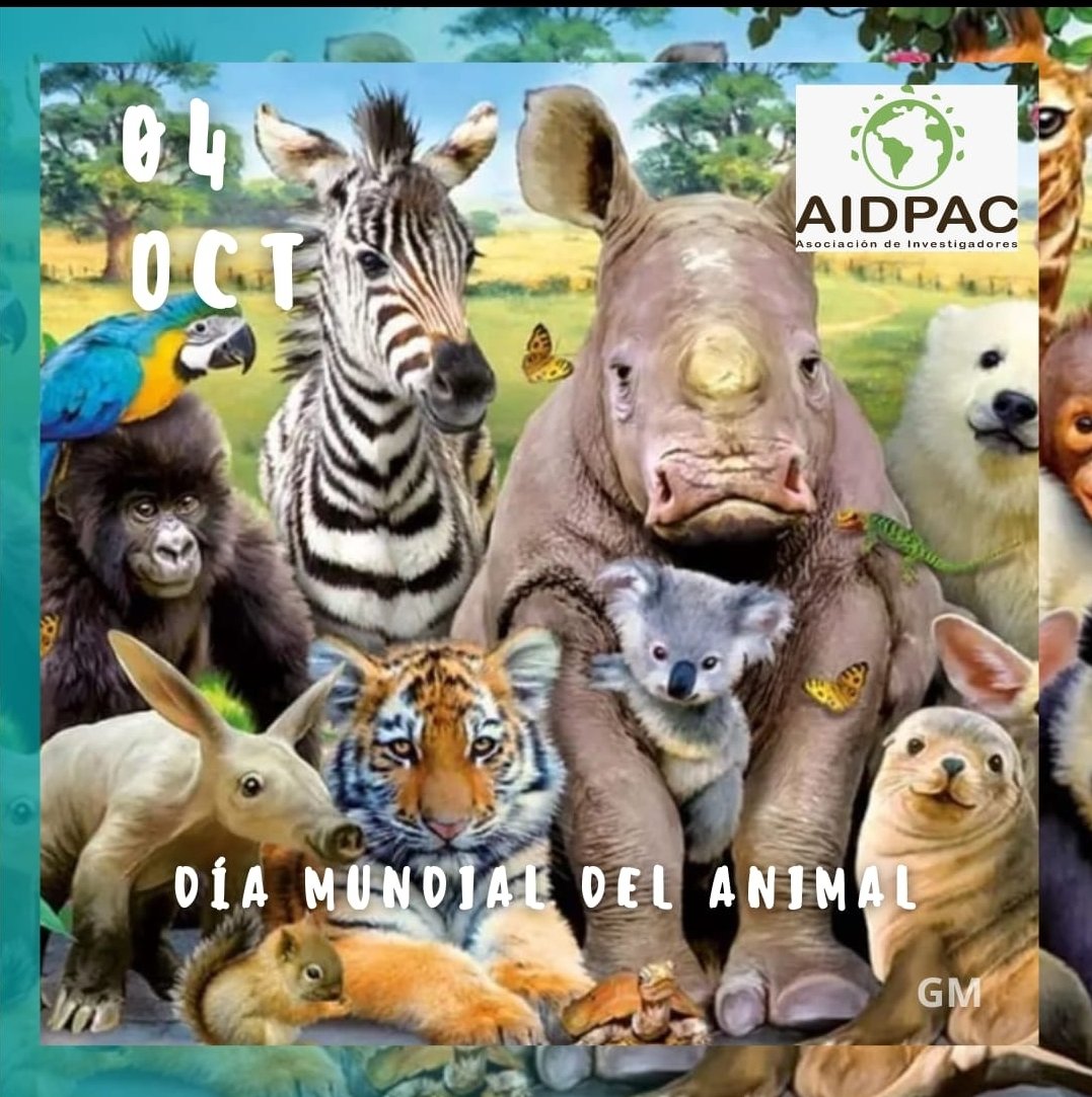 haraselaromo's tweet photo. #AIDPAC 🇦🇷 conmemoramos el Día Mundial de los Animales instaurado en 1929 por una propuesta de la Organización Mundial de Protección Animal. Es una jornada en la que se celebra “la vida animal en cualquiera de sus formas” 🧡🐎 https://t.co/t2r2Ruezz0