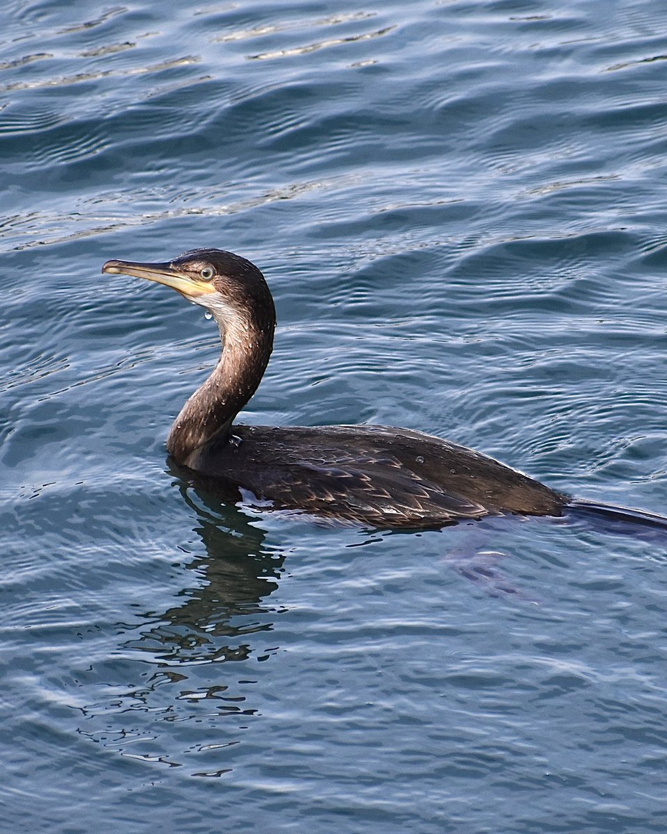 European Shag fishing in Brixham Bay, Devon, UK #birdsseenin2022 #birds #birdphotography #birdwatching #TwitterNatureCommunity