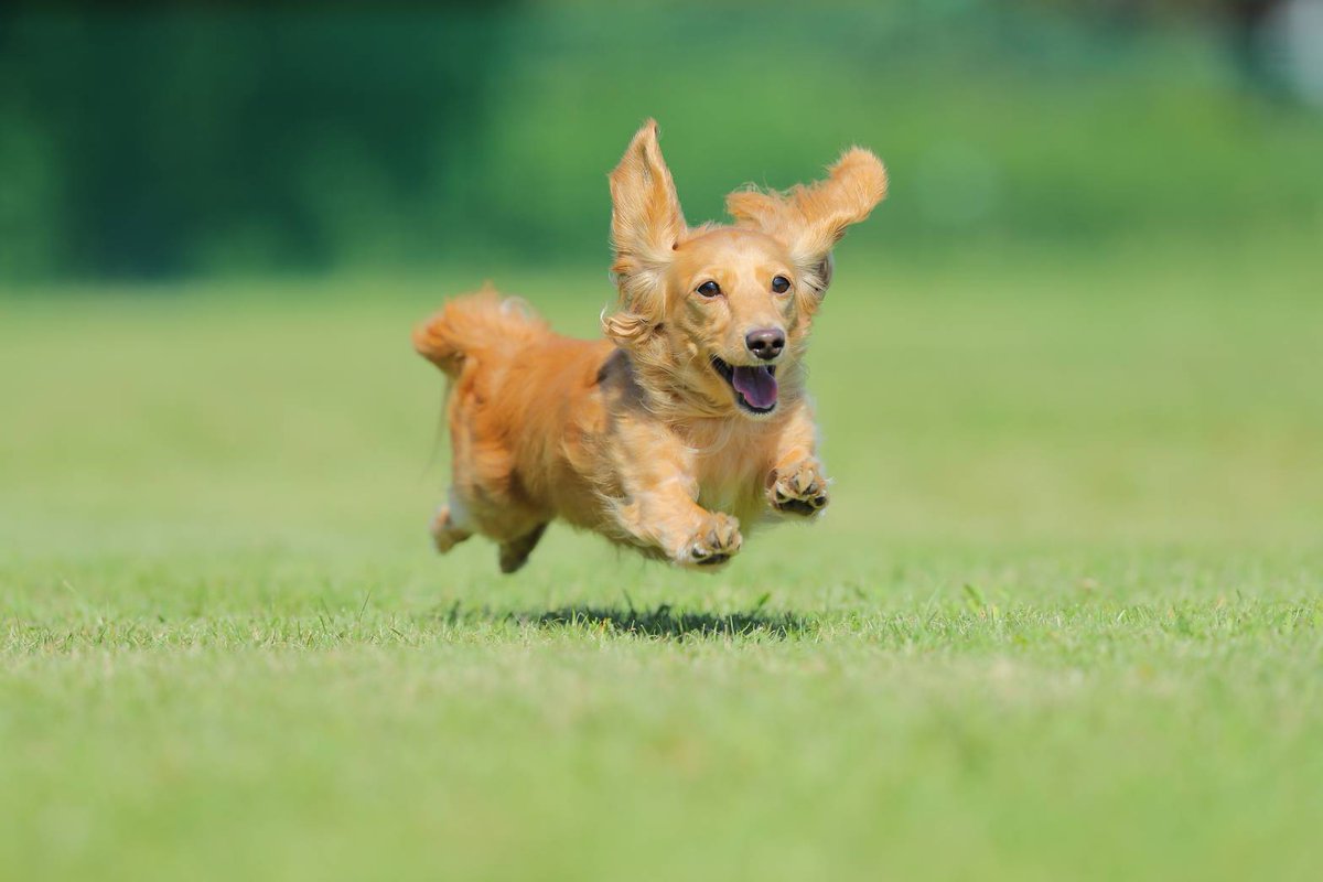 ACocofil's tweet photo. とんでもなく��い写真をとってもらって嬉しい😆
#ミニチュアダックス 
#飛行犬　
#miniaturedachshund https://t.co/EdP0rOYQPQ