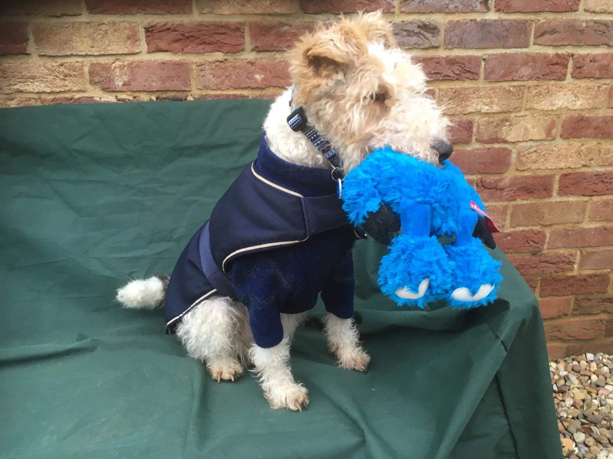 Terrier SOS tweet media