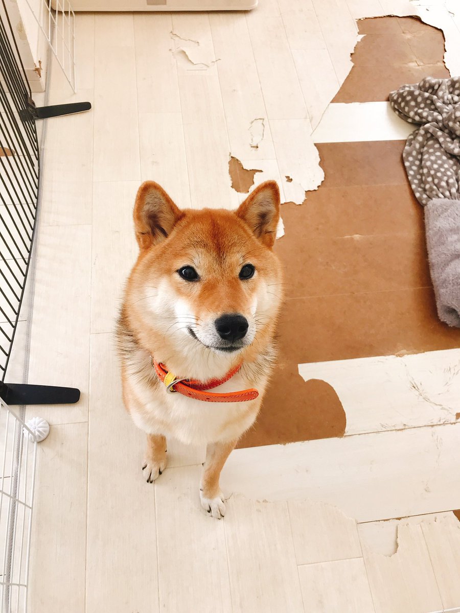 犬が部屋を破壊しても ケ セラ セラ の心意気でいこう 毎日笑わせてもらってる 怪我しなければいい など Togetter