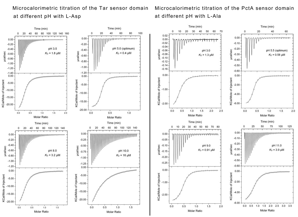 Krell Laboratory (@krelllaboratory) on Twitter photo The Tar and PctA model chemoreceptors bind their ligands over 7.5 and 8.5 pH units, respectively. Similarly stunning pH robustness is observed for many other extracytosolic sensor domains. Work by <a href="/Eli_Monteagudo/">Elizabet Monteagudo Cascales</a> et al., <a href="/BlastMeetings/">BLAST Meetings</a>, @chemotaxisrss
journals.asm.org/doi/epub/10.11… The Tar and PctA model chemoreceptors bind their ligands over 7.5 and 8.5 pH units, respectively. Similarly stunning pH robustness is observed for many other extracytosolic sensor domains. Work by <a href="/Eli_Monteagudo/">Elizabet Monteagudo Cascales</a> et al., <a href="/BlastMeetings/">BLAST Meetings</a>, @chemotaxisrss
journals.asm.org/doi/epub/10.11…