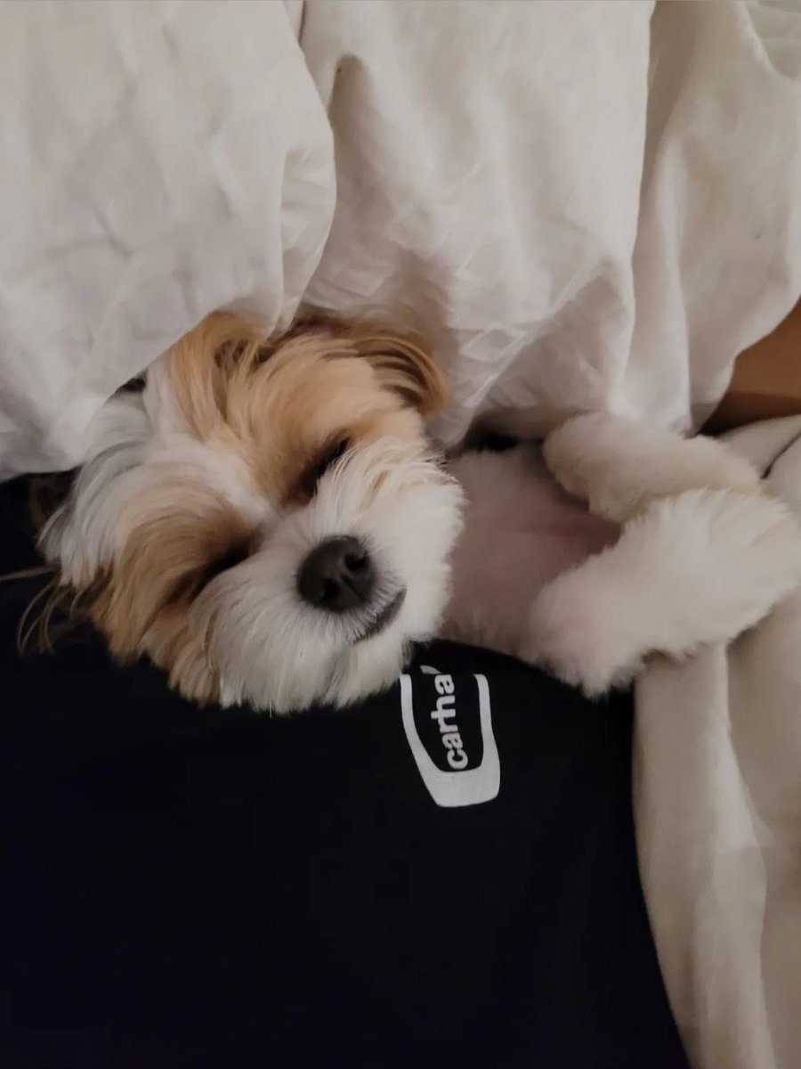 cloud_6104's tweet photo. Puppies leaning on Chanyeol’s chest 🥹🫶🏻 https://t.co/Nqd9JC7Xj9