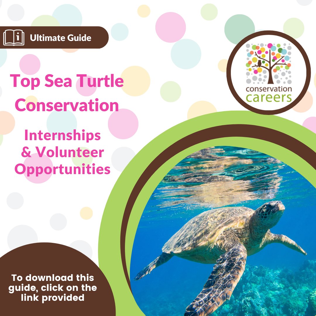 ConservCareers's tweet photo. 📘 Ultimate Guide Alert | Top Top Sea Turtle Conservation Internships
&amp; Volunteer Opportunities 📖

💼 In this guide, we profile turtle conservation internships and volunteer opportunities worldwide.

👉 Download your FREE Ultimate Guide at the link: https://t.co/WPRxdZZ2zu https://t.co/dy00HOW3Nq
